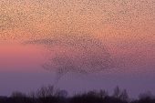 Common starlings Sturnus vulgaris flighting to reed bed roost, Westhay Moor NNR Somerset England UK February 2002.