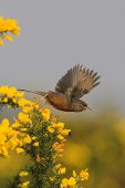 Dartford warbler Sylvia undata taking off from blooming gorse New Forest National Park, Hampshire, England