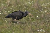 Northern bald ibis Geronticus eremita ringed individual part of reintroduction project Pera Marsh Algarve Portugal