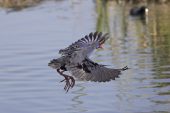 Purple swamp-hen Porphyrio porphyrio flying over Quinta do Lago golf course pond Algarve Portugal