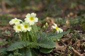 Primrose Primula vulgaris Garsten Wood RSPB Reserve Dorset England