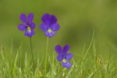 Mountain Pansy Viola lutea Findhorn Valley Highland Region Scotland