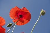 Common poppy Papaver rhoeas with blue sky beyond growing in garden Ringwood Hampshire England