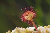 Common sundew Drosera rotundifolia New Forest National Park Hampshire England