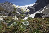 Great mountain buttercup Ranunculus lyallii Hooker Valley Trail New Zealand