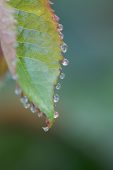 Dew on leaf of Tynwald rose Ringwood Hampshire