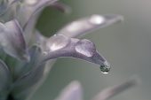 Plantain lily Hosta halcyon flower with water droplets
