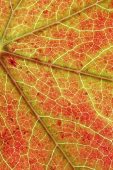 Sweet gum Liquidamber stryaciflua leaf close-up