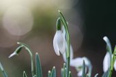 Snowdrop Galanthus nivalis flowers Hampshire England