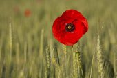 Common poppy Papaver rhoeas with early morning dew at edge of Barley field near Chichilianne Vercors Regional Natural Park Vercors France