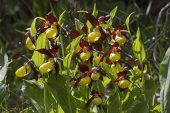 Lady's slipper orchid Cypripedium calceolus group back lit Vallon de Combeau Vercors Regional Natural Park Vercors France June 2016