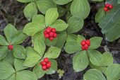 Bunchberry Cornus canadensis with berries in woodland Fundy National Park New Brunswick Canada August 2016