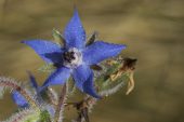 Borage Borago officinalis flower with early morning dew in a garden Ringwood Hampshire England UK September 2016