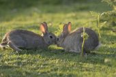Rabbit Oryctolagus cuniculus young greeting New Forest National Park Hampshire England