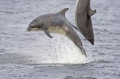 Bottle-nosed dolphin Tursiops truncatus two leaping from sea Moray Firth Scotland