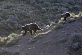 Grizzly bear Ursus arctos horribilis female and cub Hayden Valley Yellowstone National Park Wyoming USA