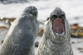 Southern elephant seal Mirounga leonina two males fighting Falkland Islands