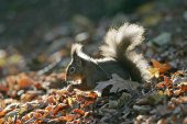 Red squirrel Sciurus vulgaris back lit on forest floor Brownsea Island Dorset England