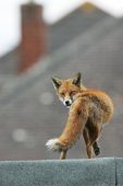 Red fox Vulpes vulpes young female on flat roof of house extension
