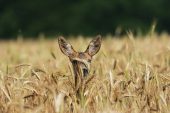 Roe deer Capreolus capreolus peering out of barley crop near Tiszaalpar Hungary