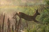 Roe deer Capreolus capreolus jumping stream in early morning mist near Tiszaalpar Hungary