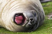 Southern elephant seal Mirounga leonina young yawning Sea Lion Island Falkland Islands