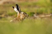 Brown hare Lepus capensis on grassland near Darwin East Falkland Falkland Islands