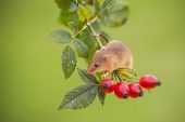 Harvest mouse Micromys minutus on hips of Dog rose Rosa canina Hampshire England UK (Captive)