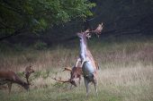Fallow deer Dama dama buck knocking down branch to feed on leaaves Bolderwood Deer Sanctuary New Forest National Park Hampshire England UK