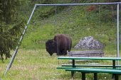 American bison Bison bison in childrens play area Silver Gate Montana USA June 2015