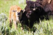 American bison Bison bison adult cow with calf Lamar Valley Yellowstone National Park Wyoming USA June 2015
