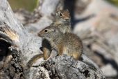 Uinta ground squirrel Spermophilus armatus two young on fallen tree trunk Old Faithful Yellowstone National Park Wyoming USA June 2015