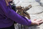 Golden-mantled ground squirrel Spermophilus lateralis being fed at Rock Creek Vista Point Bear Tooth Highway Montana USA June 2015