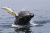 Humpback whale Megaptera novaeangliae fin slapping close to a boat off Grand Manan Island Bay of Fundy New Brunswick Canada August 2016