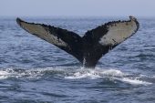 Humpback whale Megaptera novaeangliae diving and showing tail fluke off Grand Manan Island Bay of Fundy New Brunswick Canada August 2016