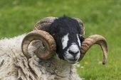 Swaledale sheep ram with large horns resting Yorkshire Dales National Park Yorkshire England UK July 2016