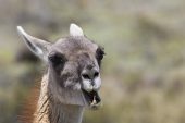 Guanaco Lama guanicoe female chewing in Torres del Paine National Park Patagonia Chile South America December 2016