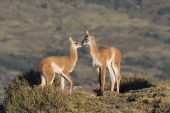 Guanaco Lama guanicoe two young greeting each other Torres del Paine National Park Patagonia Chile South America December 2016