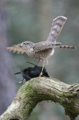 Eurasian sparrowhawk Accipiter nisus juvenile with male Blackbird Turdus merula prey Hampshire England