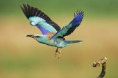 European roller Coracias garrulus adult taking off from perch with food for young near Tiszaalpar Hungary