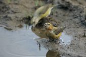 Common crossbill Loxia curvirostra pair drinking from muddy puddle Glen Feshie Highland Region Scotland UK