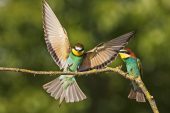 European bee-eater Merops apiaster landing to join another bird on a branch nearTiszaalpar Southern Great Plain Hungary