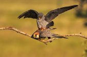 Red-footed falcon Falco vespertinus pair mating near Tiszaalpar Kiskunsag National Park Southern Great Plain Hungary