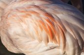 Greater flamingo feather details Parc Ornithologique de Pont de Gau Regional Nature Park of the Camargue