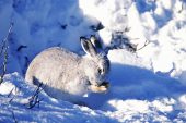 Mountain hare Lepus timidus in winter coay grooming itself Scotland