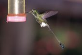 Booted racket-tail Ocreatus underwoodii at hummingbird feeder Tandayapa Bird Lodge Ecuador South America