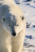 Polar bear Thalarctos maritimus walking towards camera Churchill Canada