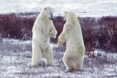 Polar bears Thalarctos maritimus two play fighting shall we dance Churchill Canada