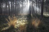 Light rays through Scots pine woodland and mist near the Rhinefield Ornamental Drive New Forest National Park