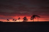 Scots pines Pinus sylvestris at sunset Ridley Plain New Forest National Park Hampshire England